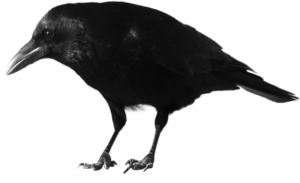 Black Crow